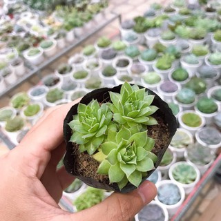 Sen Đá Phật Bà Đủ Size | Xuất xứ Đà Lạt | Dễ trồng dễ chăm