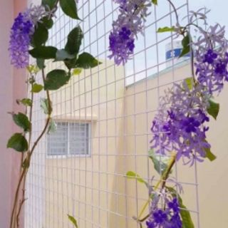 Cây 🌲 Mai xanh Thái siêu hoa (leo rũ)