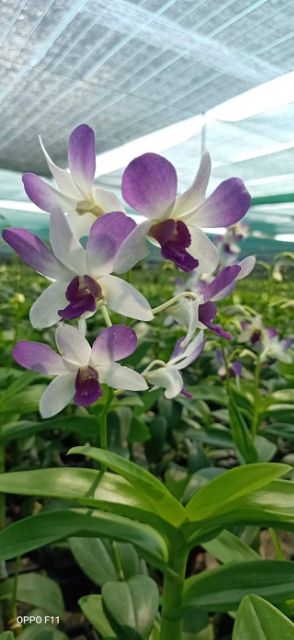 Hoa lan denro màu trắng tím