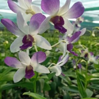Hoa lan denro màu trắng tím