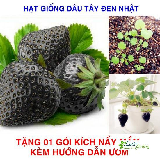 100 Hạt giống Dâu tây đen Nhật (tặng gói Kích nẩy mầm và Hướng dẫn) XTRA TẶNG KÈM PHÂN VÀ KÍCH MẦM