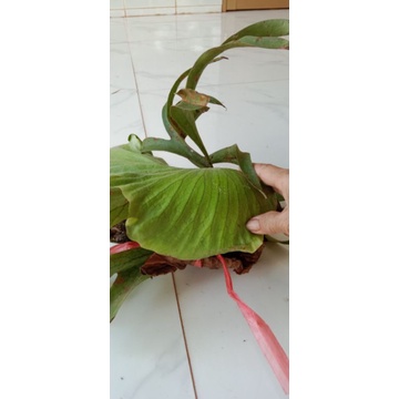 Cây ổ rồng