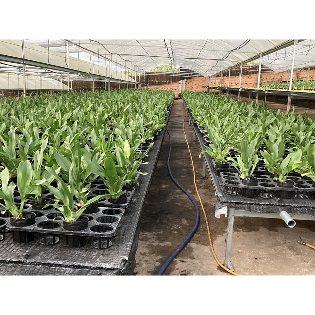 Phong lan vũ nữ hoàng hậu xanh cực mướt