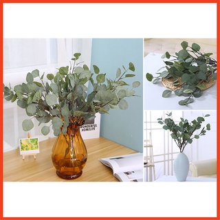 Cành khuynh diệp giả giống thật(cây bạch đàn)