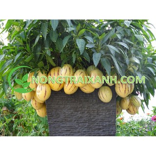 20h - hạt giống dưa pepino