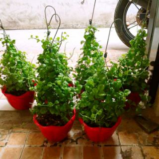 Chậu treo Đô La loại lớn