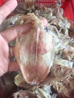 Mực Nhí Đồng Tiền