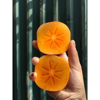 cây hồng giòn nhật bản