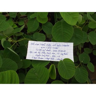 Cây Kim tiền thảo điều trị các bệnh về sỏi thận, sỏi đường mật, hạ huyết áp