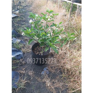 CÂY HOA LÀI CAO TỪ 20-40 CM