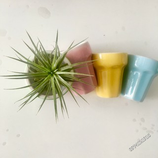 Chậu cây mini