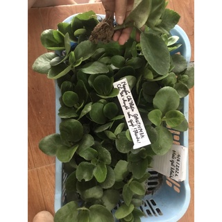cây sống đời (5 cây)