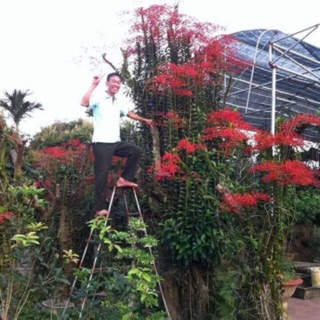 Lan rừng Phượng đỏ 10 cây 90k