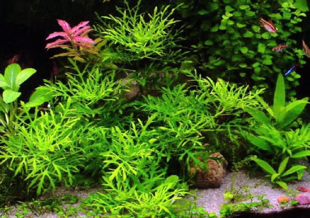 THỦY CÚC THỦY SINH (12 nhánh)