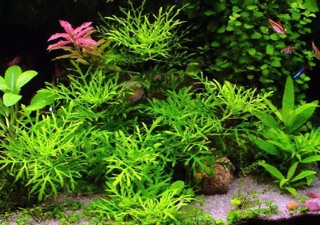 THỦY CÚC (8 nhánh)