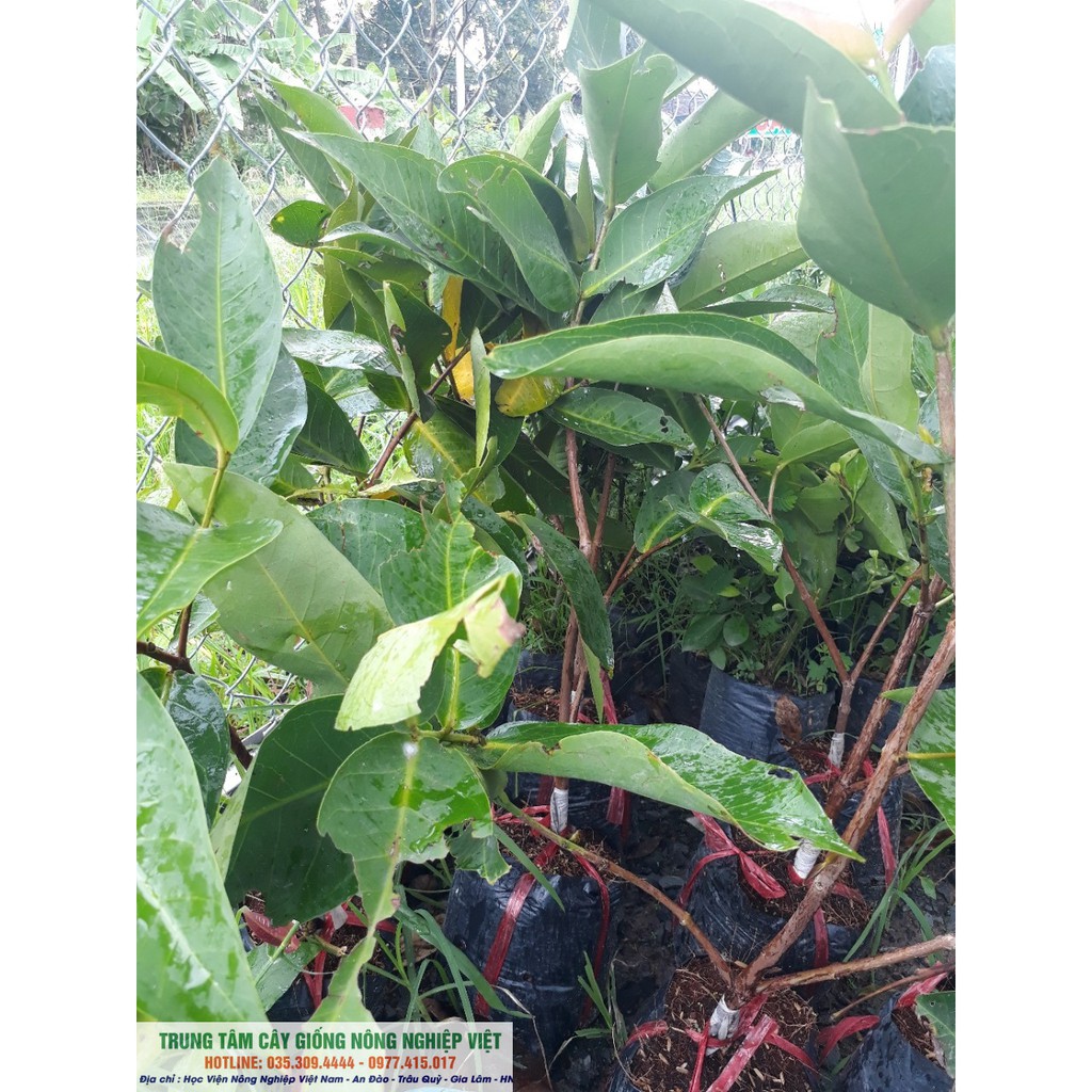 Cây giống Roi Xanh