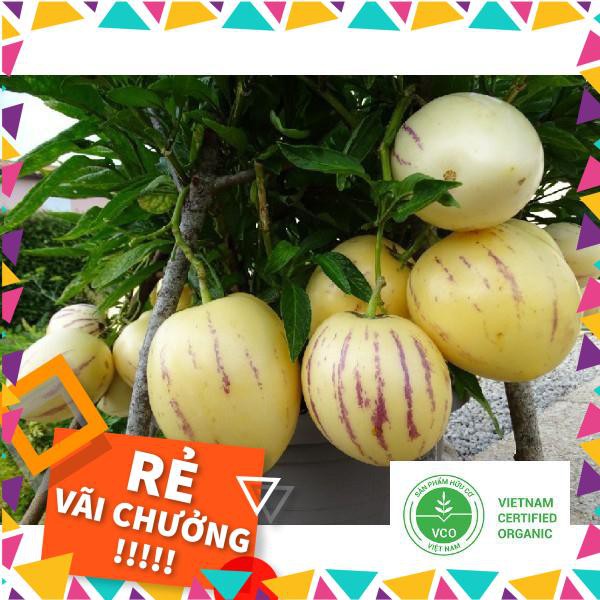 4 Hạt giống Dưa Pepino (tặng gói Kích nẩy mầm và Hướng dẫn) THUTHUY