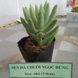 Sen đá chuỗi ngọc đứng - size nhỏ (5-8cm)