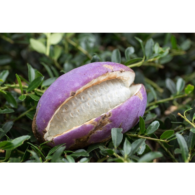 Hạt giống nho akebi nhật 12 hạt