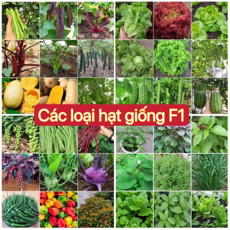 Hạt giống các loại rau, củ, quả F1, chất lượng cao, trồng quanh năm