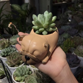 Chậu thú trồng sen đá dễ thương