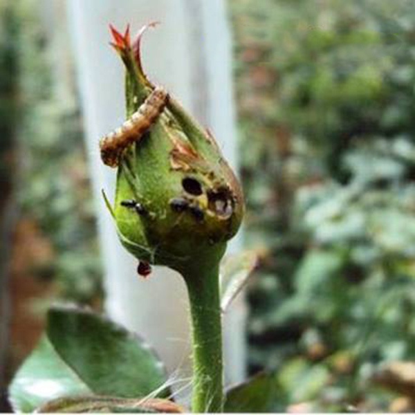 Dầu Neem - Nim Hữu Cơ Bảo Vệ Cây Trồng