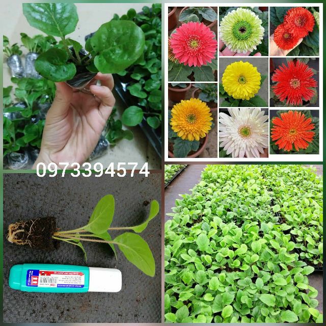 Cây Hoa Đồng Tiền Cao Giống Cấy Mô Học Viện Nông Nghiệp