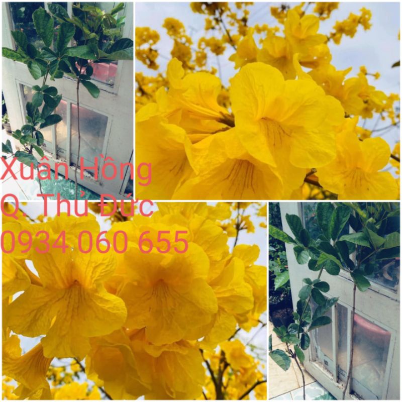 Cây phong linh vàng cao 80-100cm