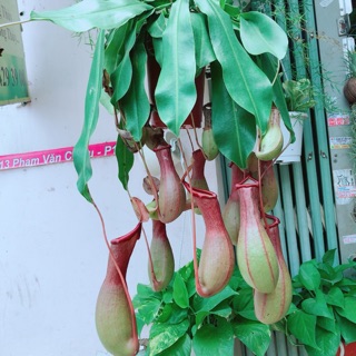 Cây Nắp Ấm Hàng Đẹp