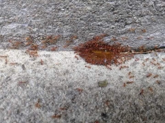 THUỐC DIỆT KIẾN, DIỆT GIÁN THẦN THÁNH CHƯA LÀM AI PHẢI THẤY VỌNG