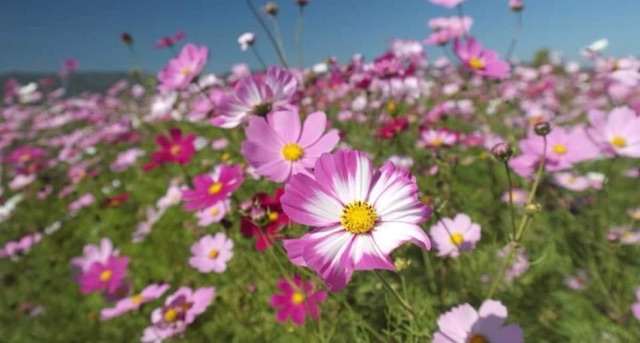 HẠT HOA SAO NHÁI HOA CÁNH BƯỚM hàng chuẩn hoa thật ở video
