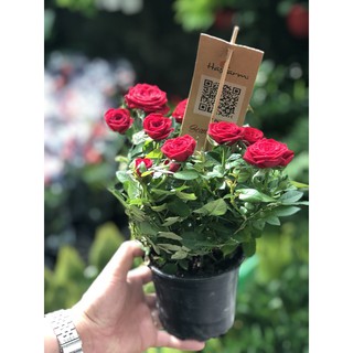 Hồng Siêu Nụ Hasfarm - Màu đỏ