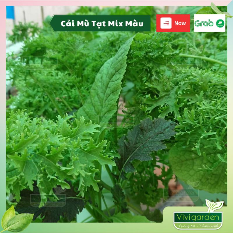 Hạt giống cải mù tạt mix 5 giống siêu ngon giống hữu cơ nhập mỹ Johnny Seeds chịu nhiệt trồng hè tốt
