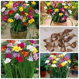 Củ lan nam phi nhiều màu rất đeph