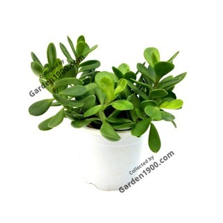Sen đá ngọc bích - Cây văn phòng - Cây nội thất - Cây để bàn