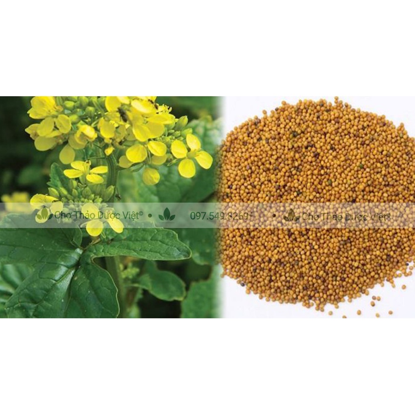 Bạch giới tử hữu cơ 500g ( Hạt cải trắng giảm ho, tiêu đàm) - Chợ Thảo Dược Việt