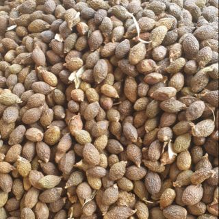 Ươi bay 2020 lâm đồng combo sỉ