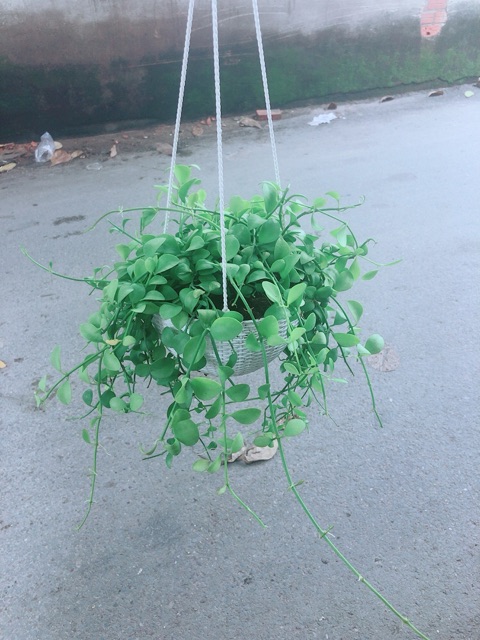 Chậu Cây Đô La Treo