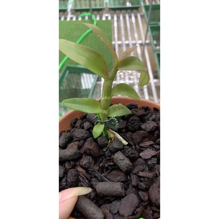 Lan Phi Điệp 🍀FREESHIP🍀 Hồng Yên Thủy [ Ươm Kie ]