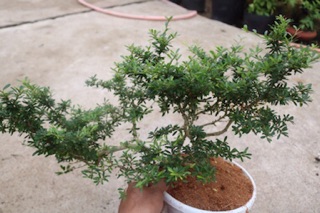 Cây Linh Sam phôi Bonsai