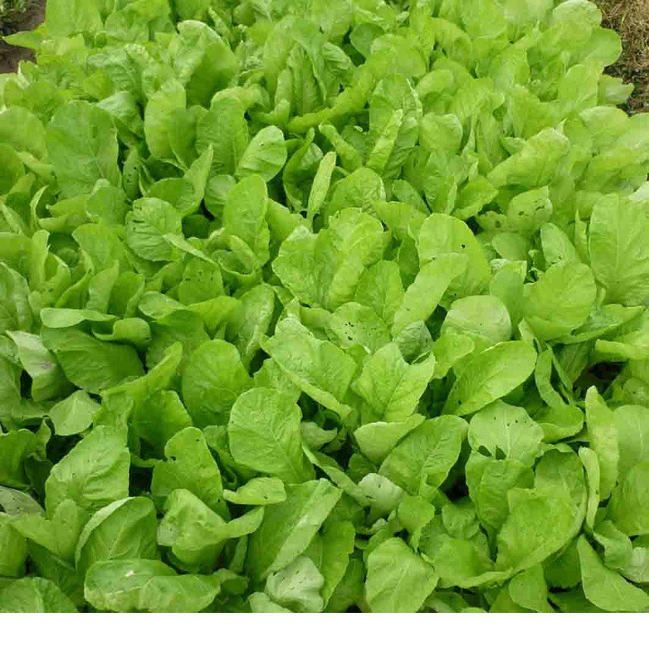 [FreeShip] 50gr Hạt Giống Rau Cải Mơ Hoàng Mai - Cải Mơ Năng Suất Cao