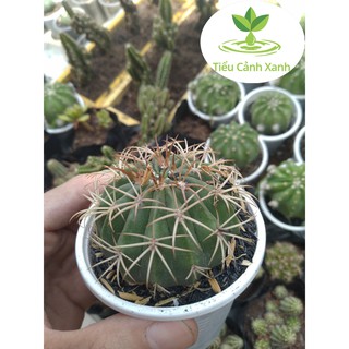 Xương rồng Melo size 5 cm
