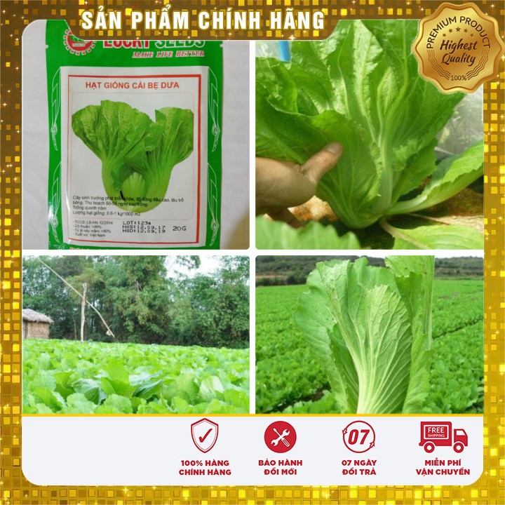 Hạt Giống Cải Bẹ Dưa(20 gr)