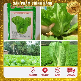 Hạt Giống Cải Bẹ Dưa(20 gr)