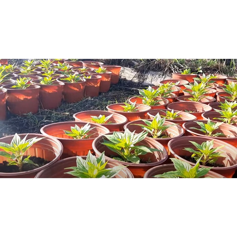 Combo 10 Chậu nhựa 28x20,5cm trồng vạn thọ, cúc, cát tường, hoa tết, thoát nước tốt