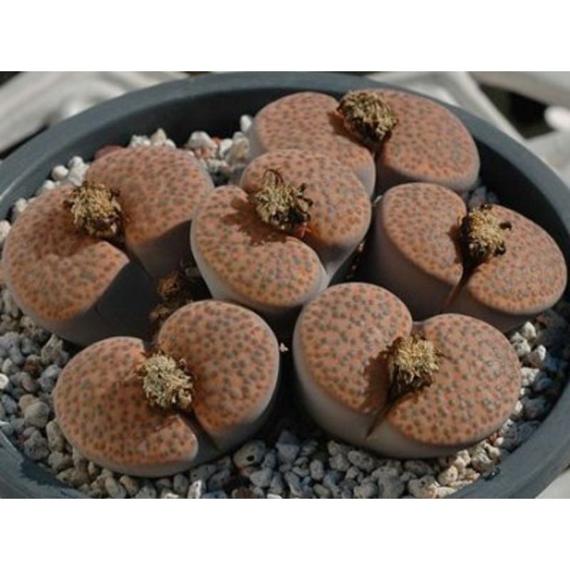 Lithops Fulviceps C221