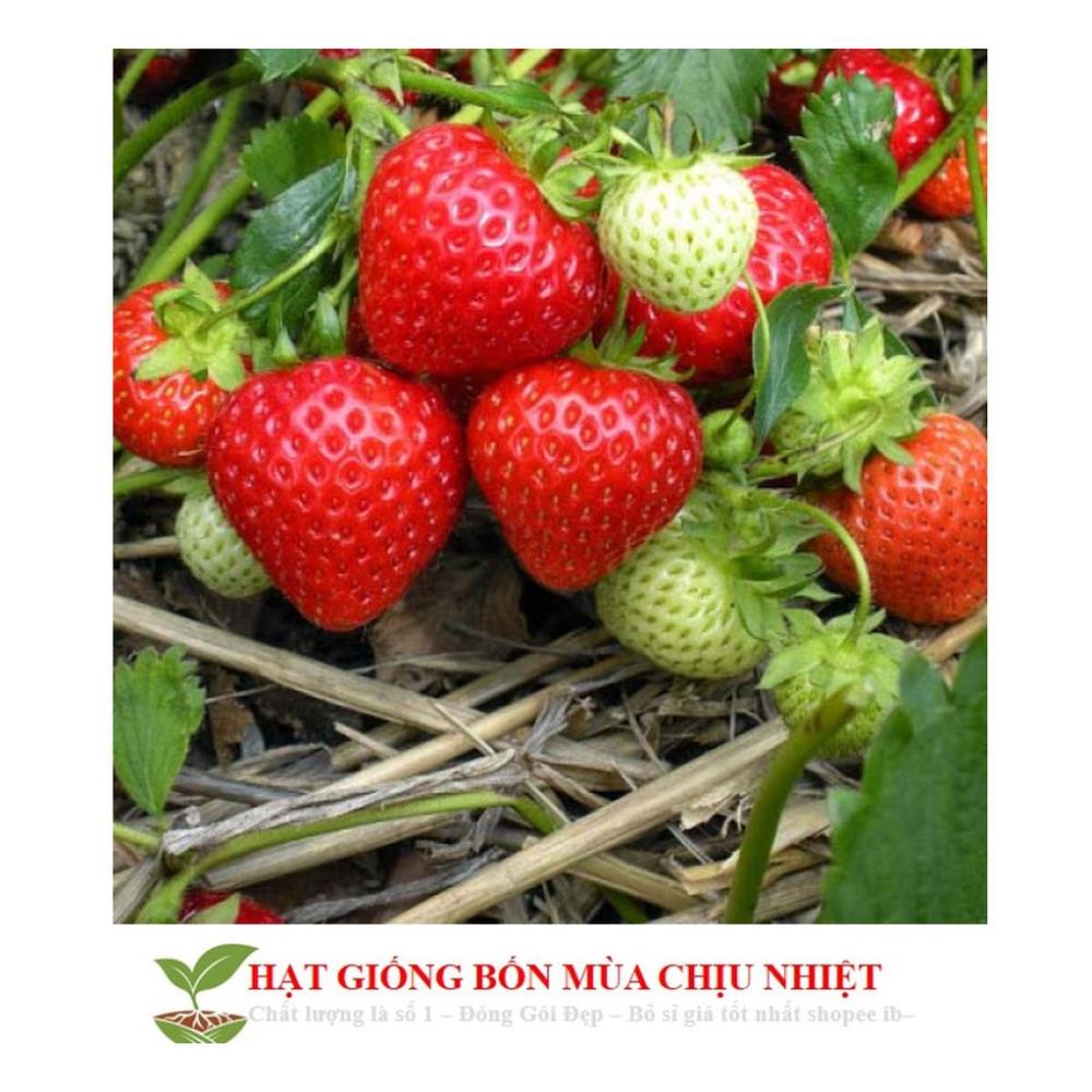 Hạt giống Dâu tây Nhật quả TO, siêu ngọt