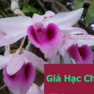 Phi điệp và trầm cây giống (gieo hạt)