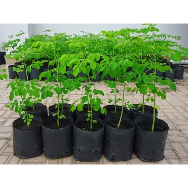 Cây giống rau chùm ngây