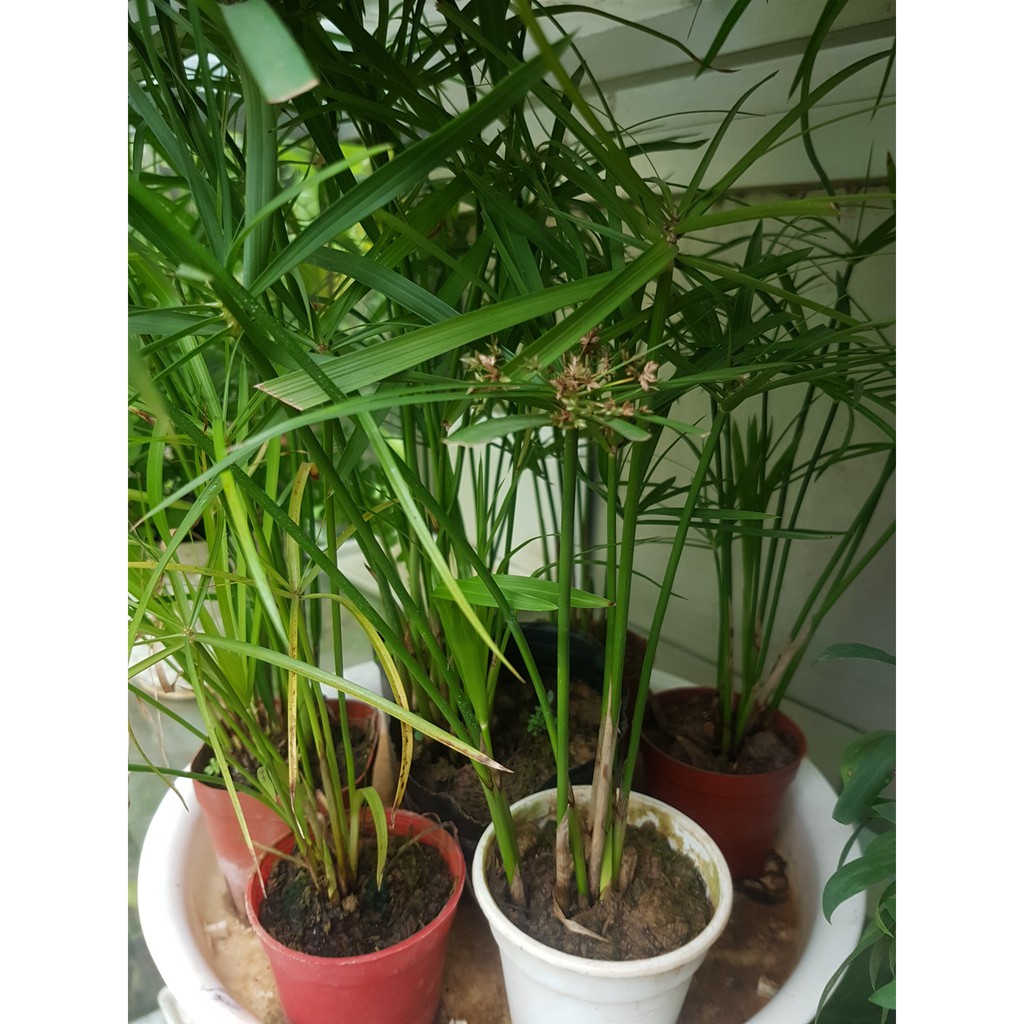 Set 2 cây thủy trúc - Gửi cây như hình